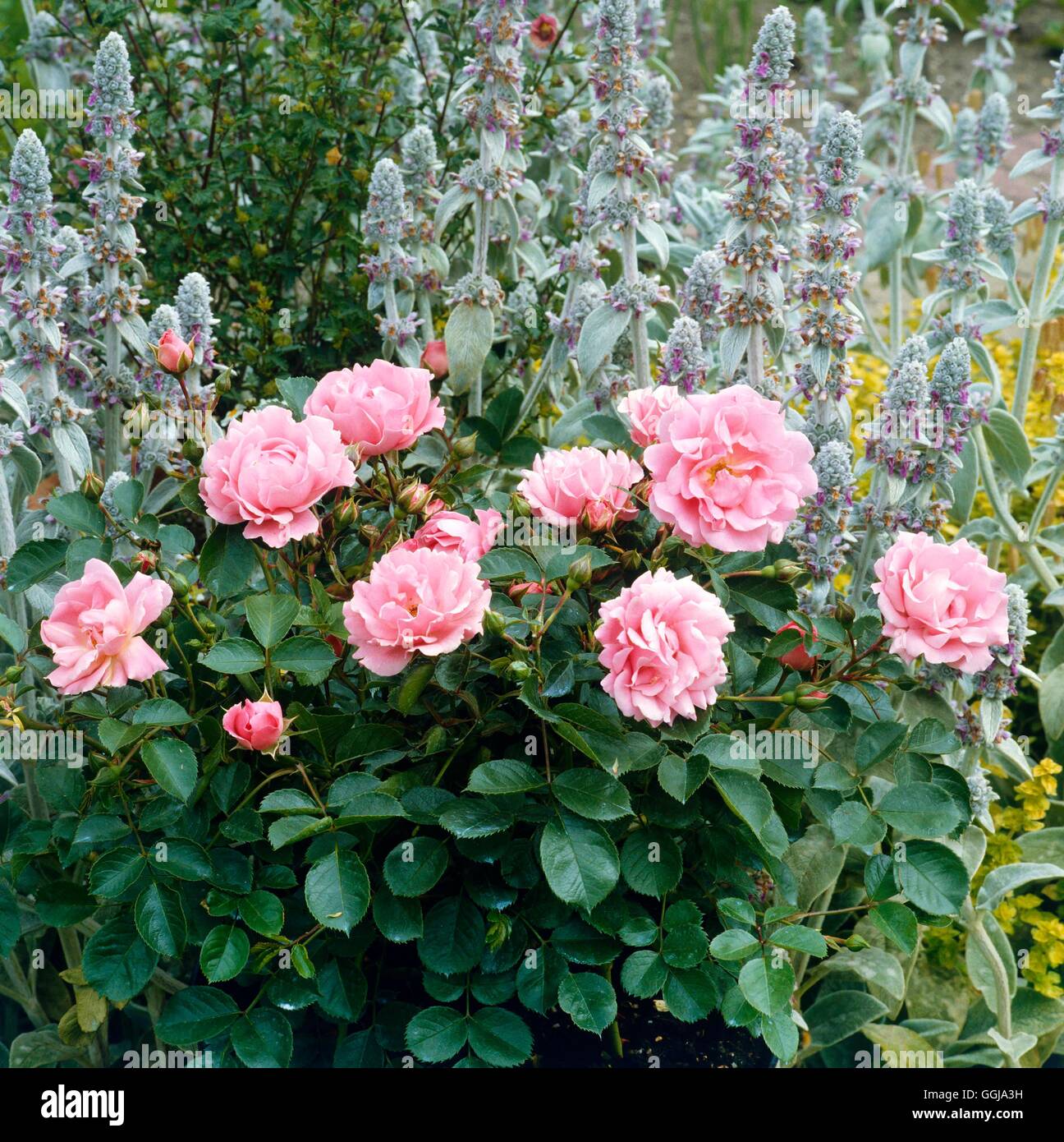 Ground Cover Roses Rosa `Surrey' GCR044232 Stock Photo Alamy